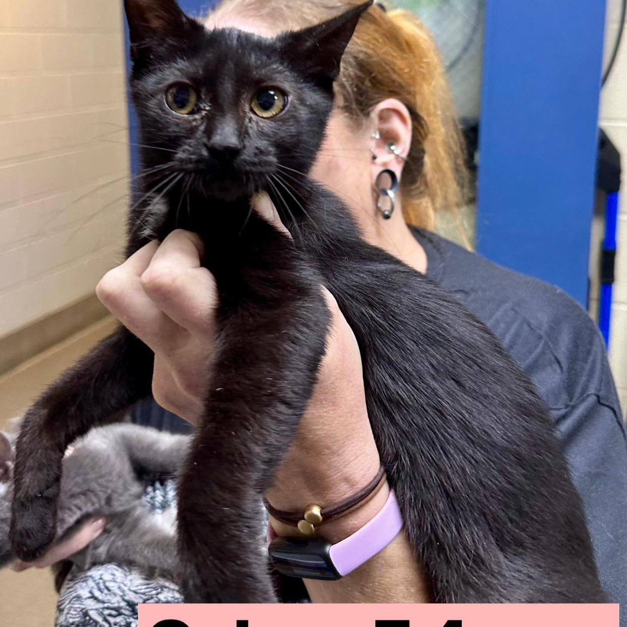 Lettuce & Onions, Adoptable, Young Female Domestic Short Hair.