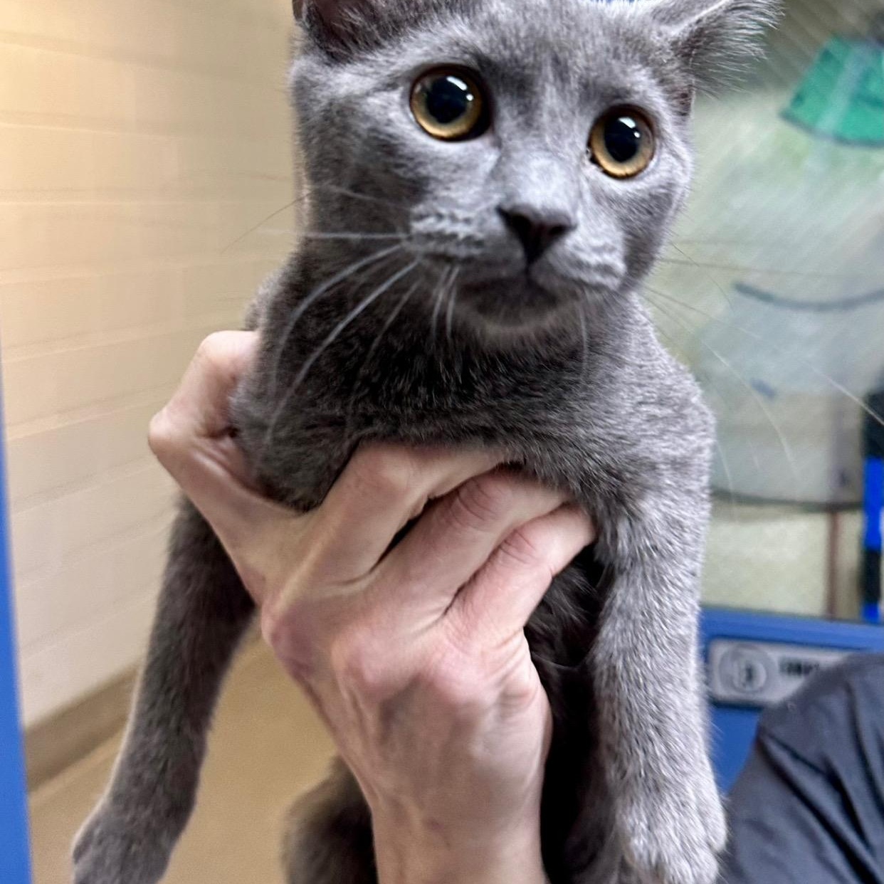 Lettuce & Onions, a Adoptable Domestic Short Hair in Amherst, VA image 2/2