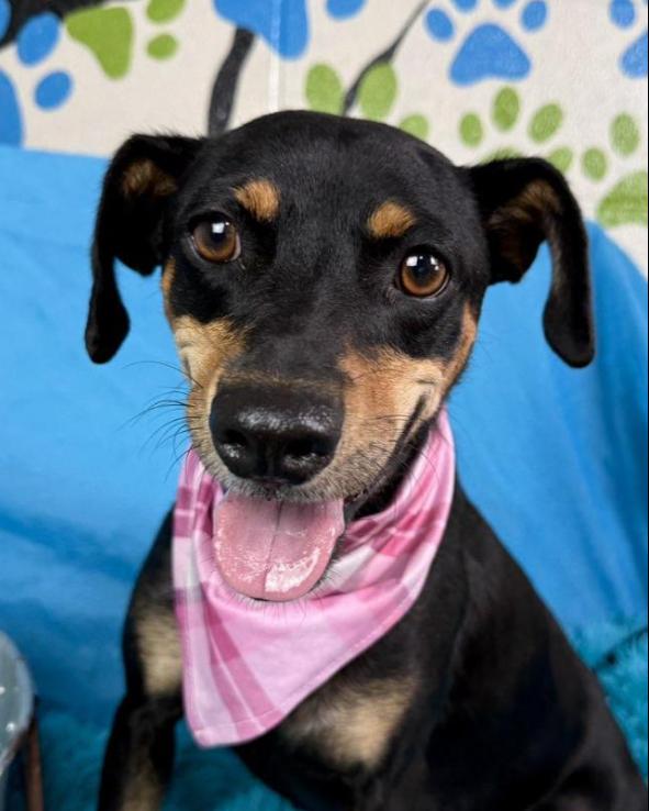 Enlarge Glory - Tracy's favorite dog at the rescue! She has a warm up period. But it's worth it!, a Adoptable mixed breed in Austin, TX image 3/6