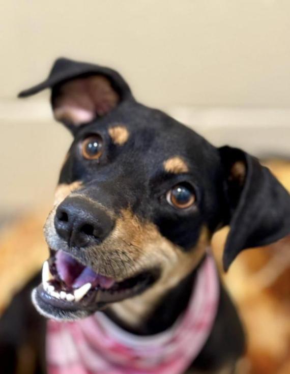 Enlarge Glory - Tracy's favorite dog at the rescue! She has a warm up period. But it's worth it!, a Adoptable mixed breed in Austin, TX image 6/6