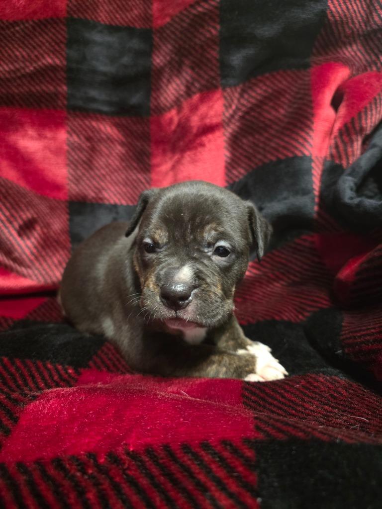 Elfie, Adoptable, Puppy Female Labrador Retriever & Mixed Breed.