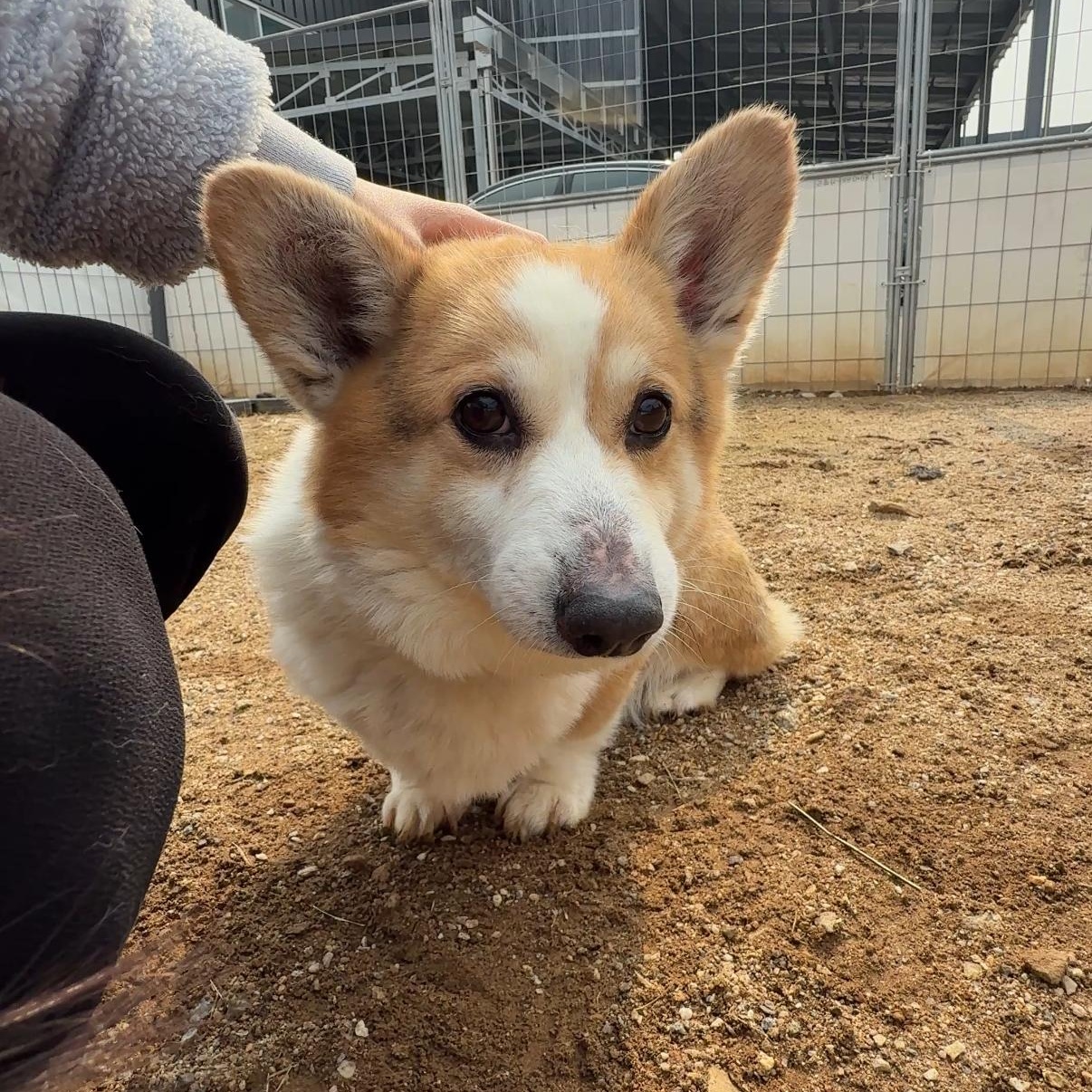 WALLY, a Adoptable Pembroke Welsh Corgi in Centreville, VA image 2/6