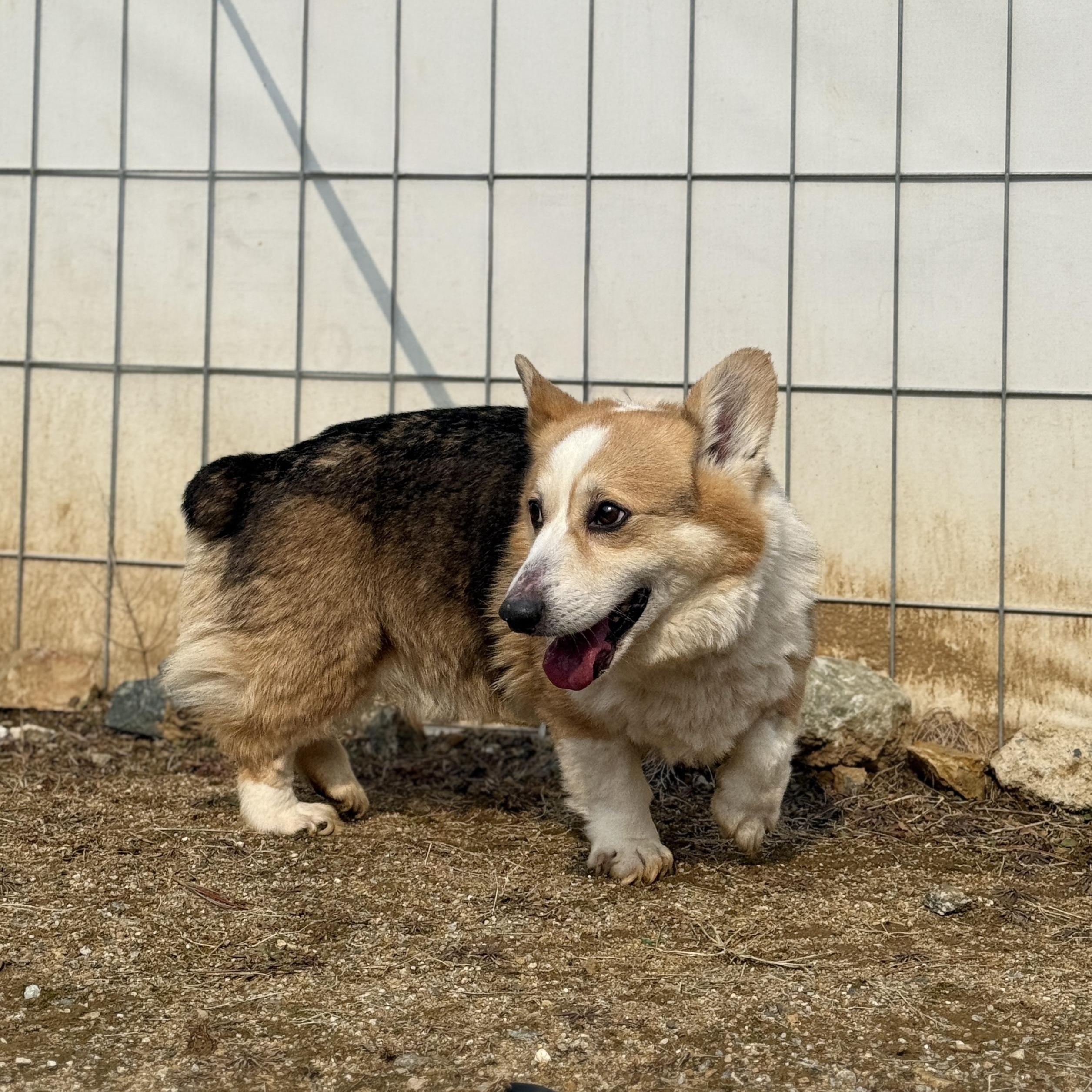 WALLY, a Adoptable Pembroke Welsh Corgi in Centreville, VA image 3/6
