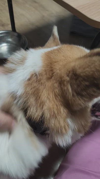 Enlarge WALLY, a Adoptable Pembroke Welsh Corgi in Centreville, VA video 6/6