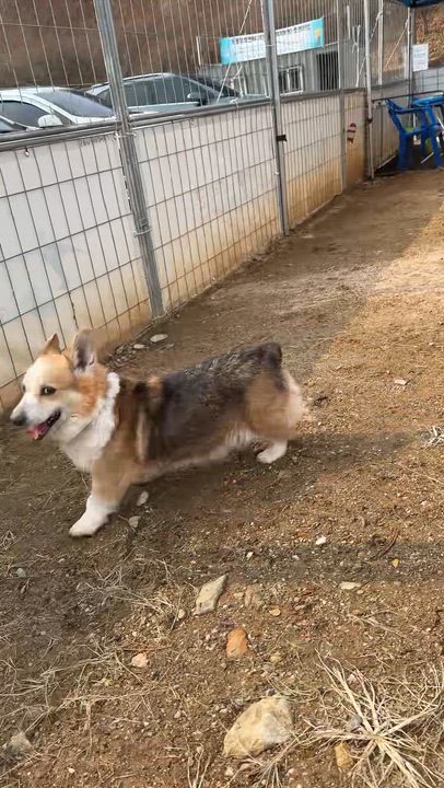 Enlarge WALLY, a Adoptable Pembroke Welsh Corgi in Centreville, VA video 5/6