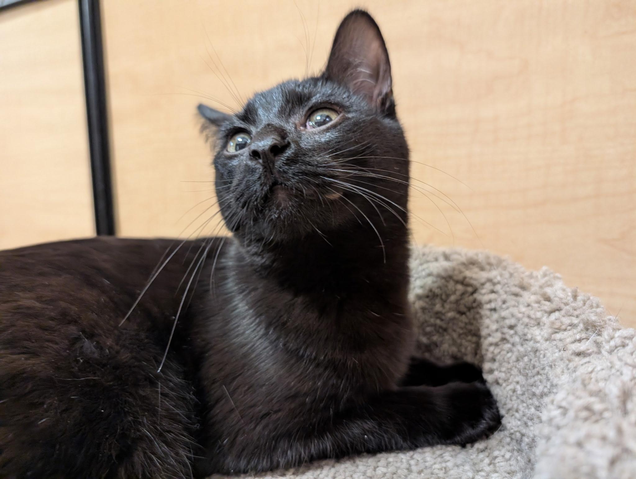 Enlarge Tobi, a Adoptable Domestic Short Hair in Barrington Hills, IL image 2/3