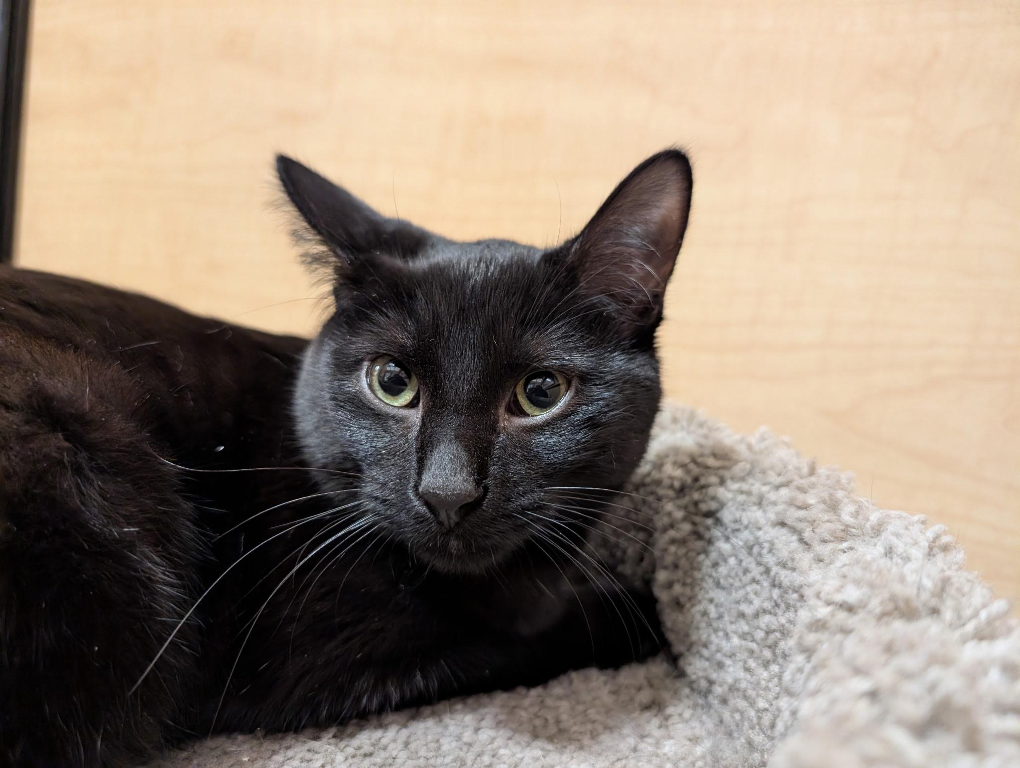 Enlarge Tobi, a Adoptable Domestic Short Hair in Barrington Hills, IL image 3/3
