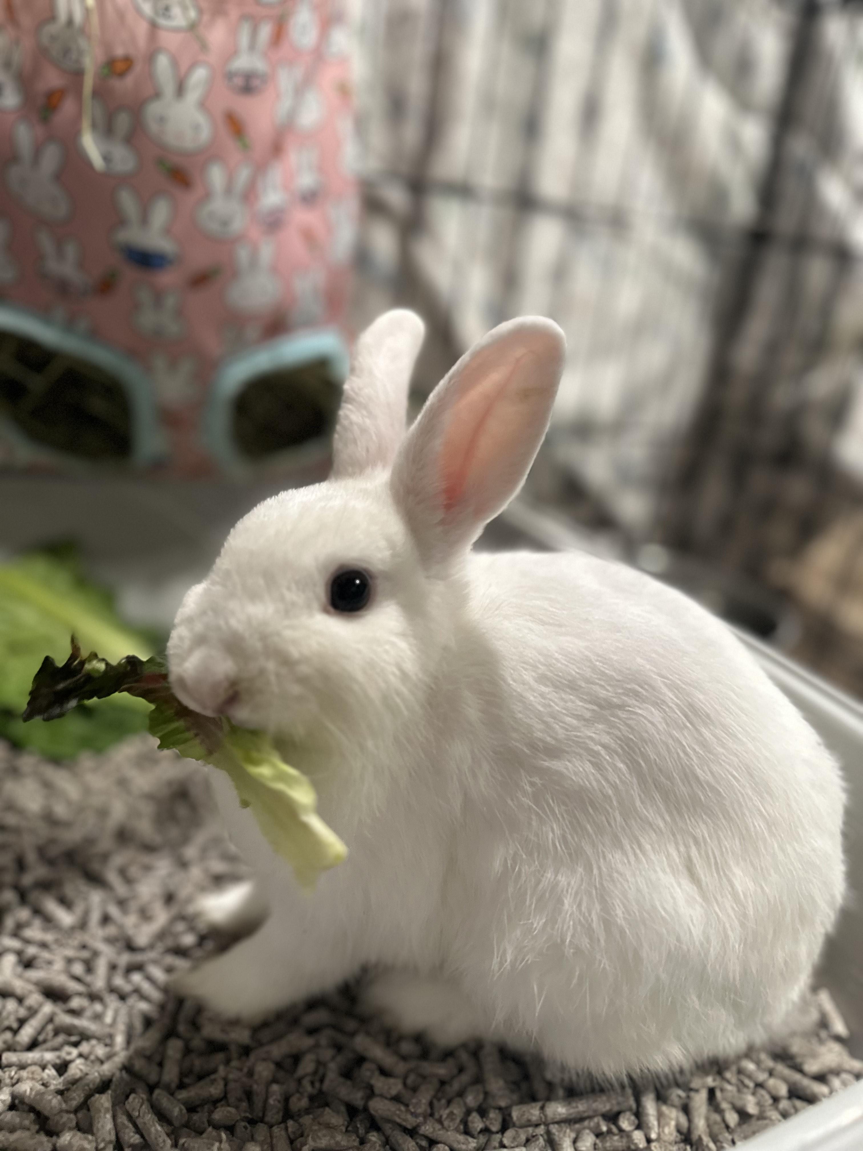Enlarge Tickles, an adoptable American in Philadelphia, PA image 3/3