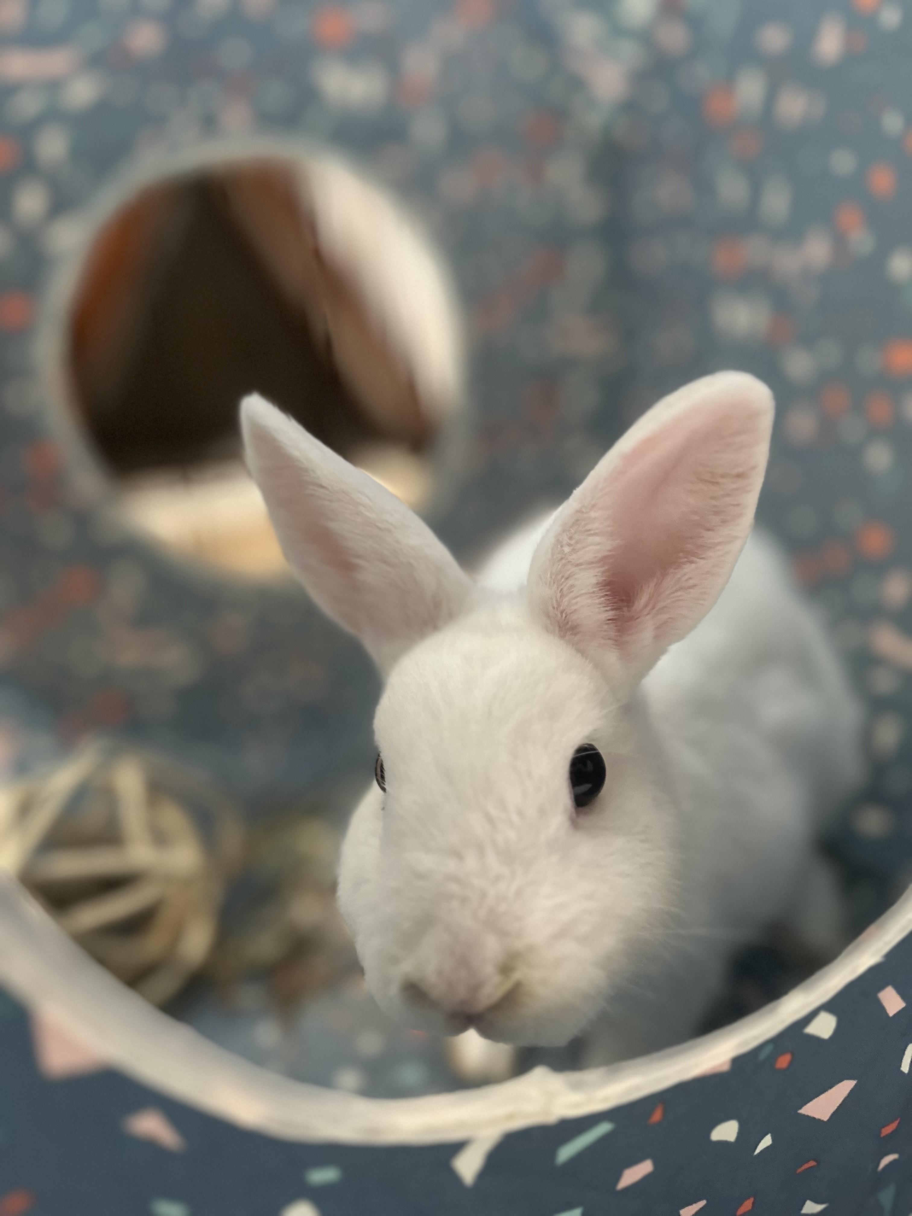 Enlarge Tickles, an adoptable American in Philadelphia, PA image 1/3