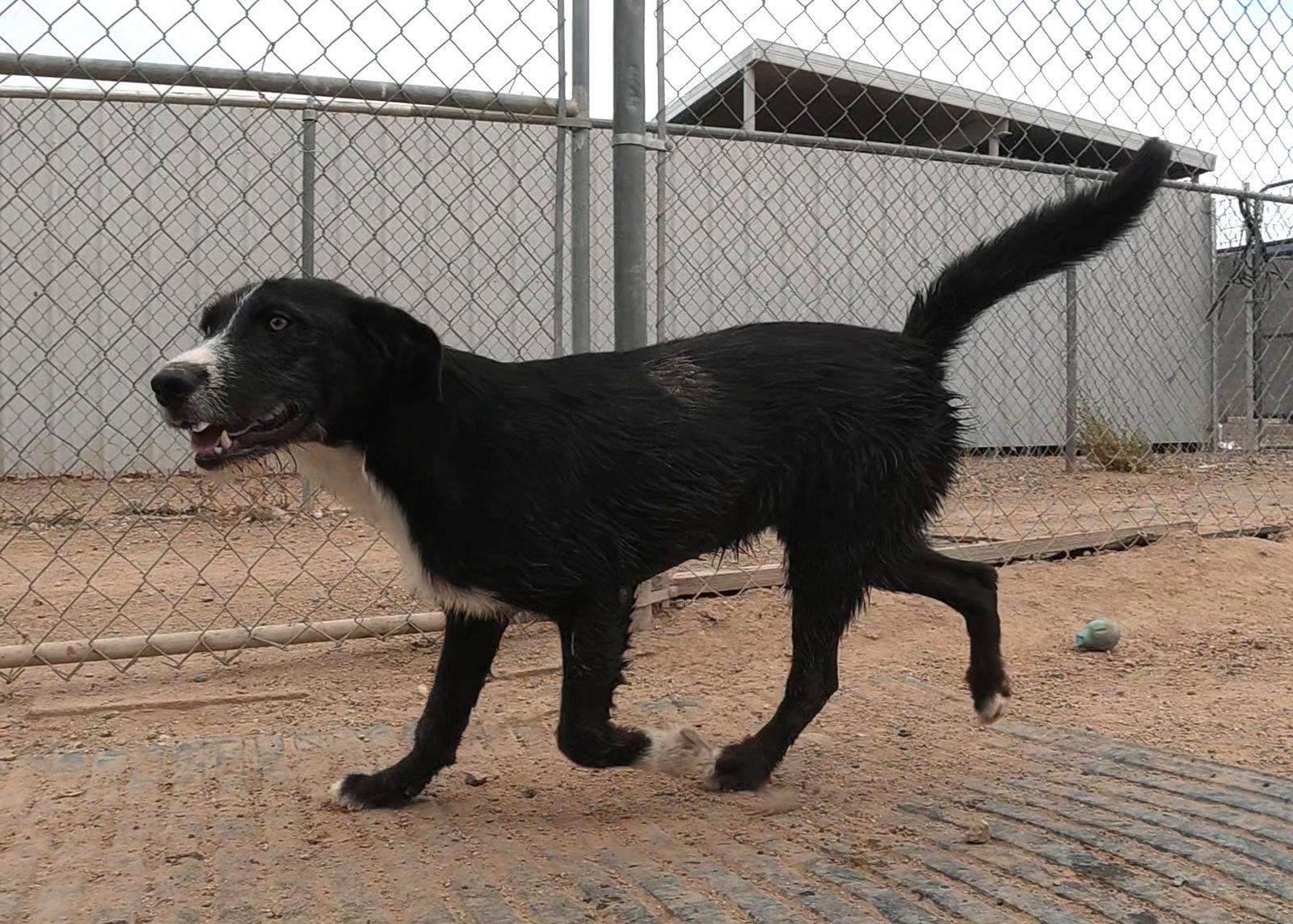 Gespachio, a Adopted mixed breed in Queen Creek, AZ image 1/3