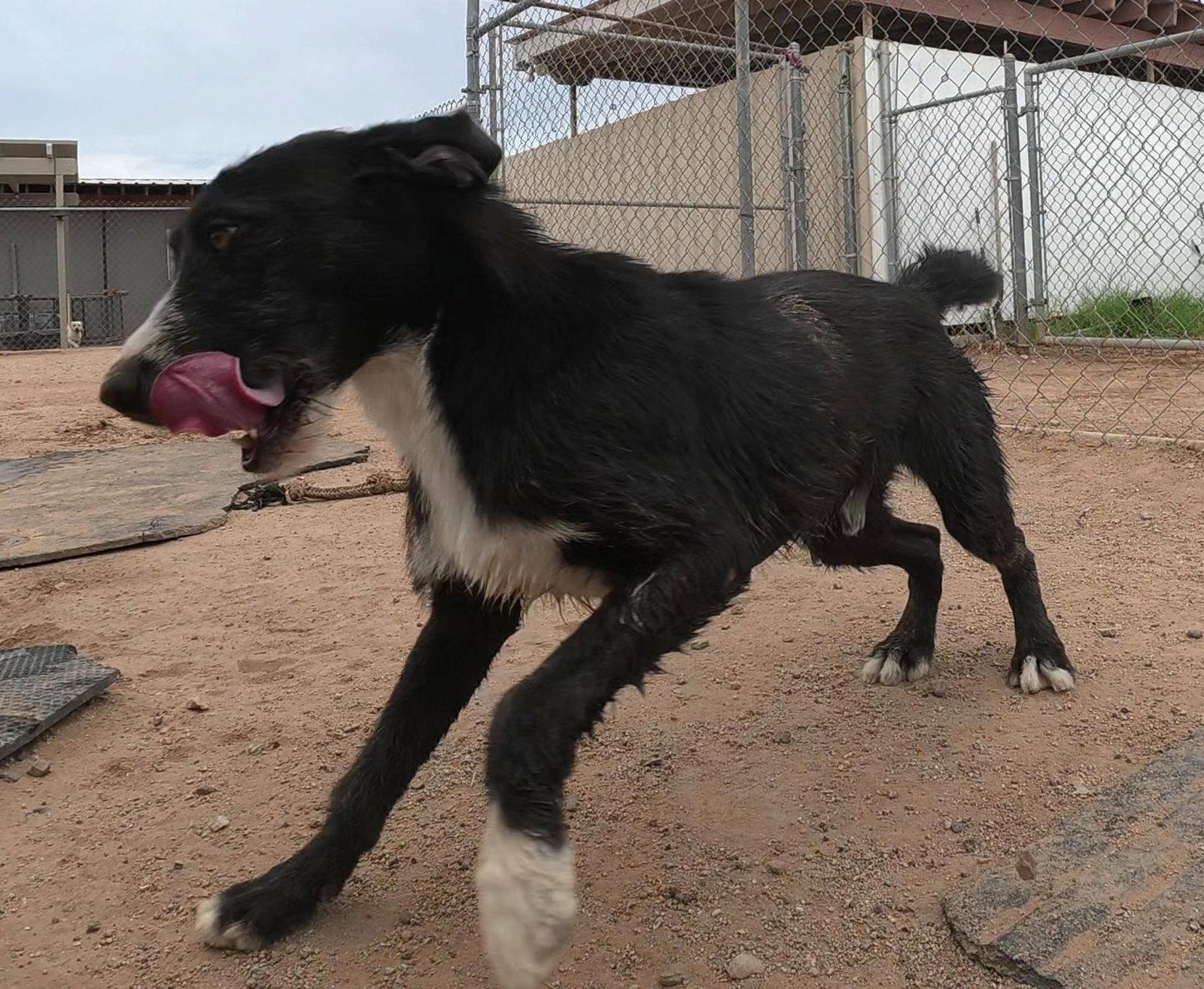 Gespachio, a Adopted mixed breed in Queen Creek, AZ image 2/3