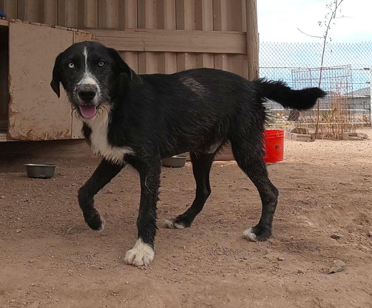 Gespachio, a Adopted mixed breed in Queen Creek, AZ image 3/3