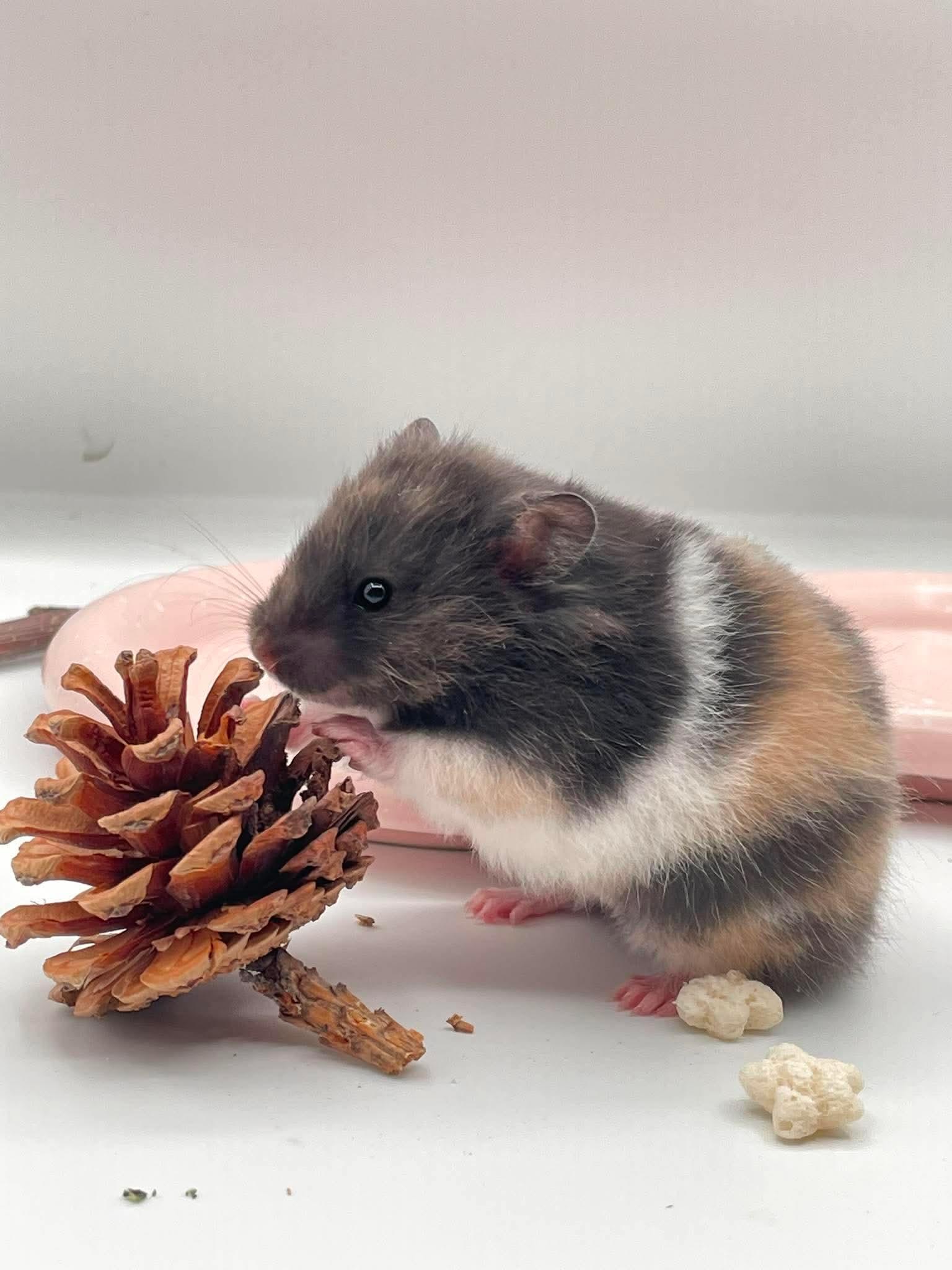 Dolma, ADOPTABLE, Baby Female Hamster & Dwarf Hamster.
