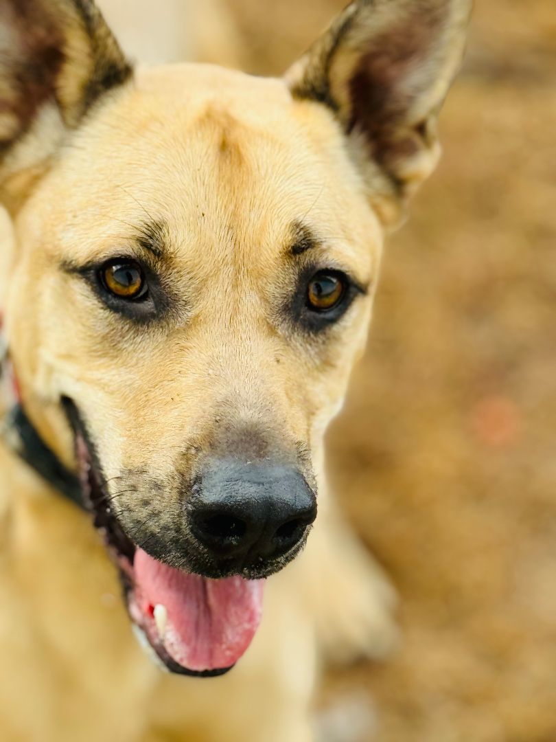 Enlarge Rennie, a Adoptable mixed breed in Emporia, VA image 1/4