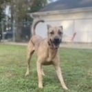 Enlarge Rennie, a Adoptable mixed breed in Emporia, VA image 2/4