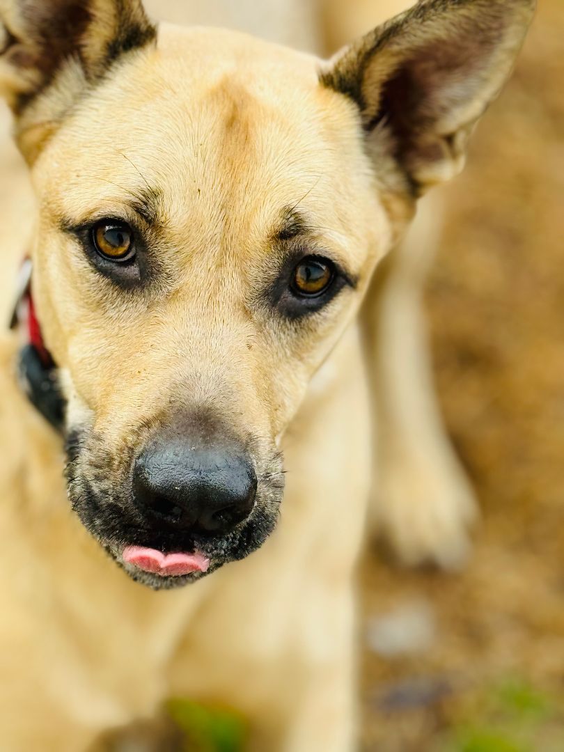 Enlarge Rennie, a Adoptable mixed breed in Emporia, VA image 3/4