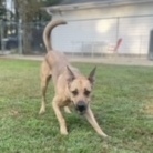 Enlarge Rennie, a Adoptable mixed breed in Emporia, VA image 4/4
