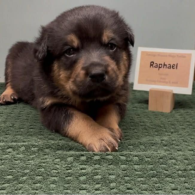 Enlarge Raphael, a Adoptable Shepherd in Brainerd, MN image 1/3