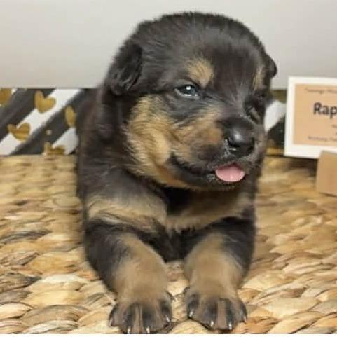 Enlarge Raphael, a Adoptable Shepherd in Brainerd, MN image 2/3