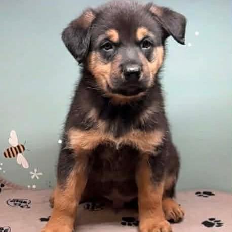 Enlarge Raphael, a Adoptable Shepherd in Brainerd, MN image 3/3