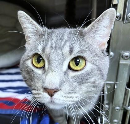 Enlarge Karl, a Adoptable mixed breed in Washington, DC image 3/3