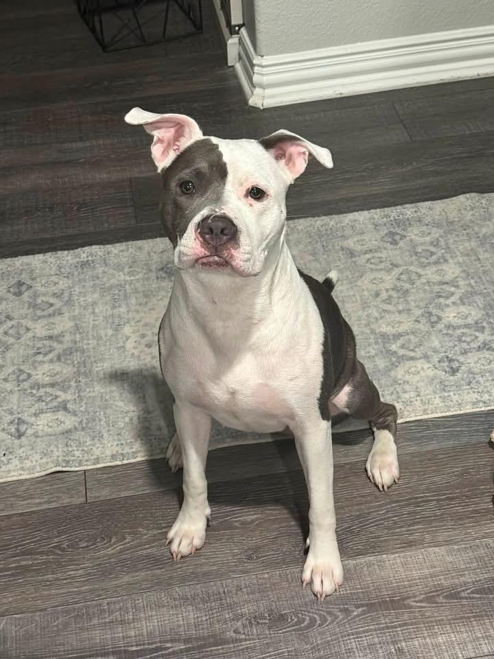 Olive, Adoptable, Young Male Pit Bull Terrier.
