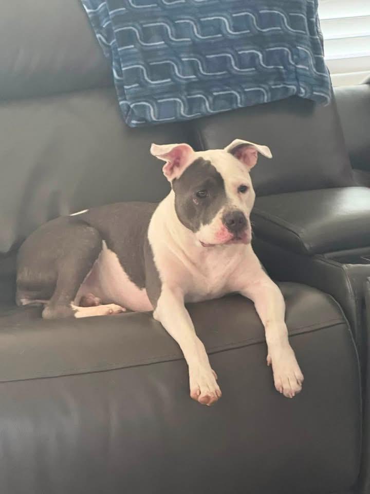 Enlarge Olive, a Adoptable mixed breed in Southlake, TX image 2/5