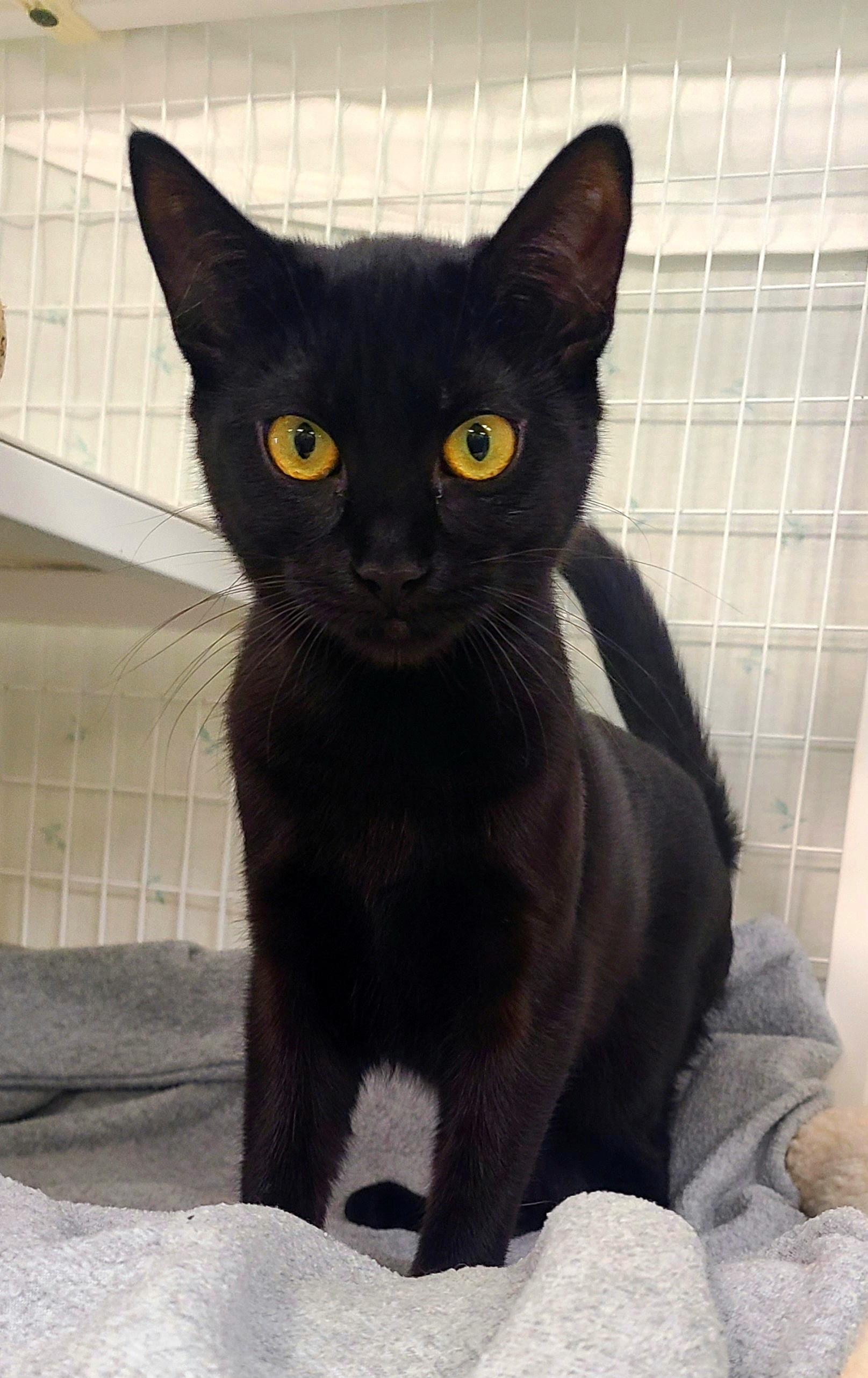 Joey, ADOPTABLE, Kitten Male Domestic Short Hair.