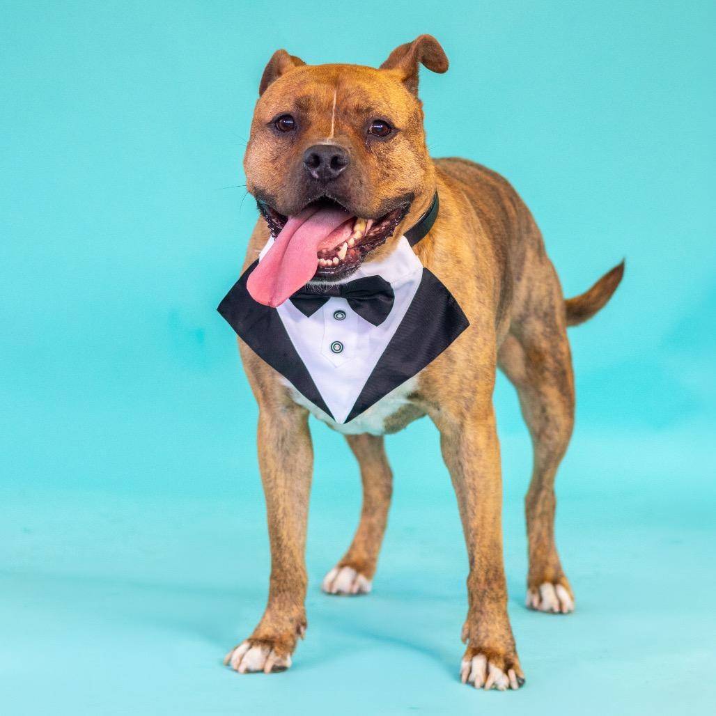 Enlarge Zeus, a Adoptable mixed breed in Wilmington, DE image 3/6