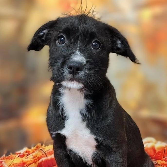 Emmalee, Adoptable, Puppy Female Poodle & Mixed Breed.