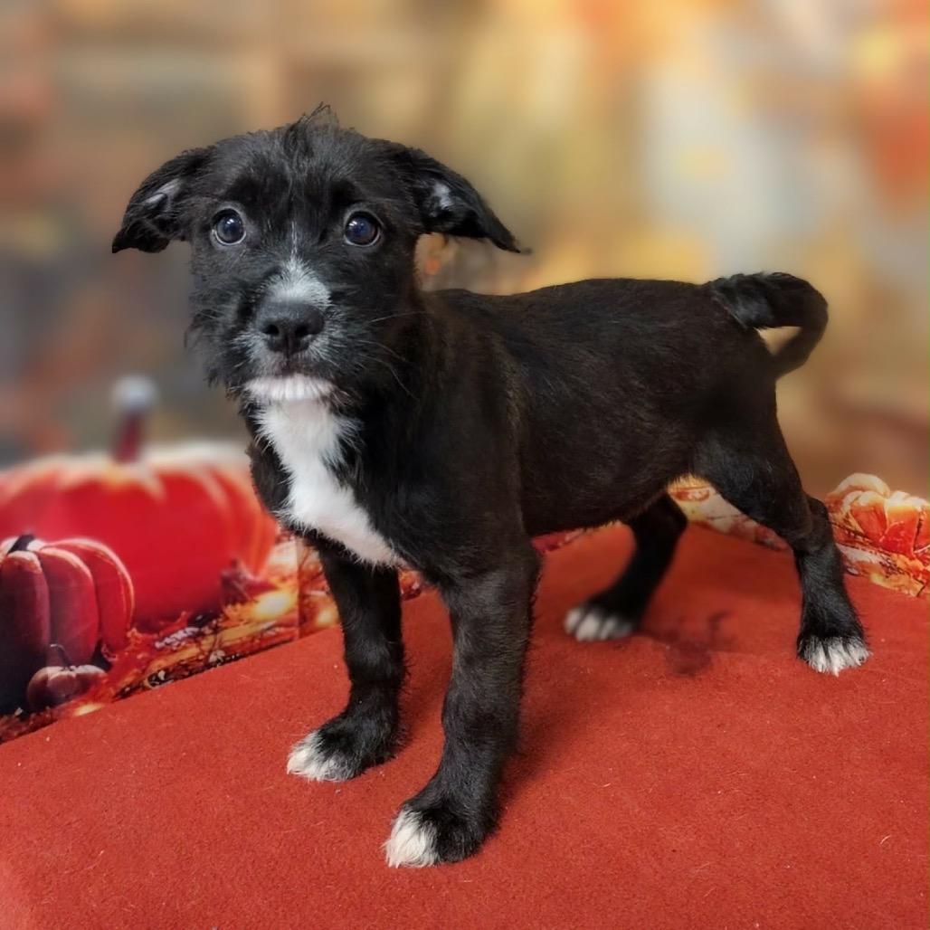 Enlarge Emmalee, a Adoptable mixed breed in Griswold, CT image 2/3