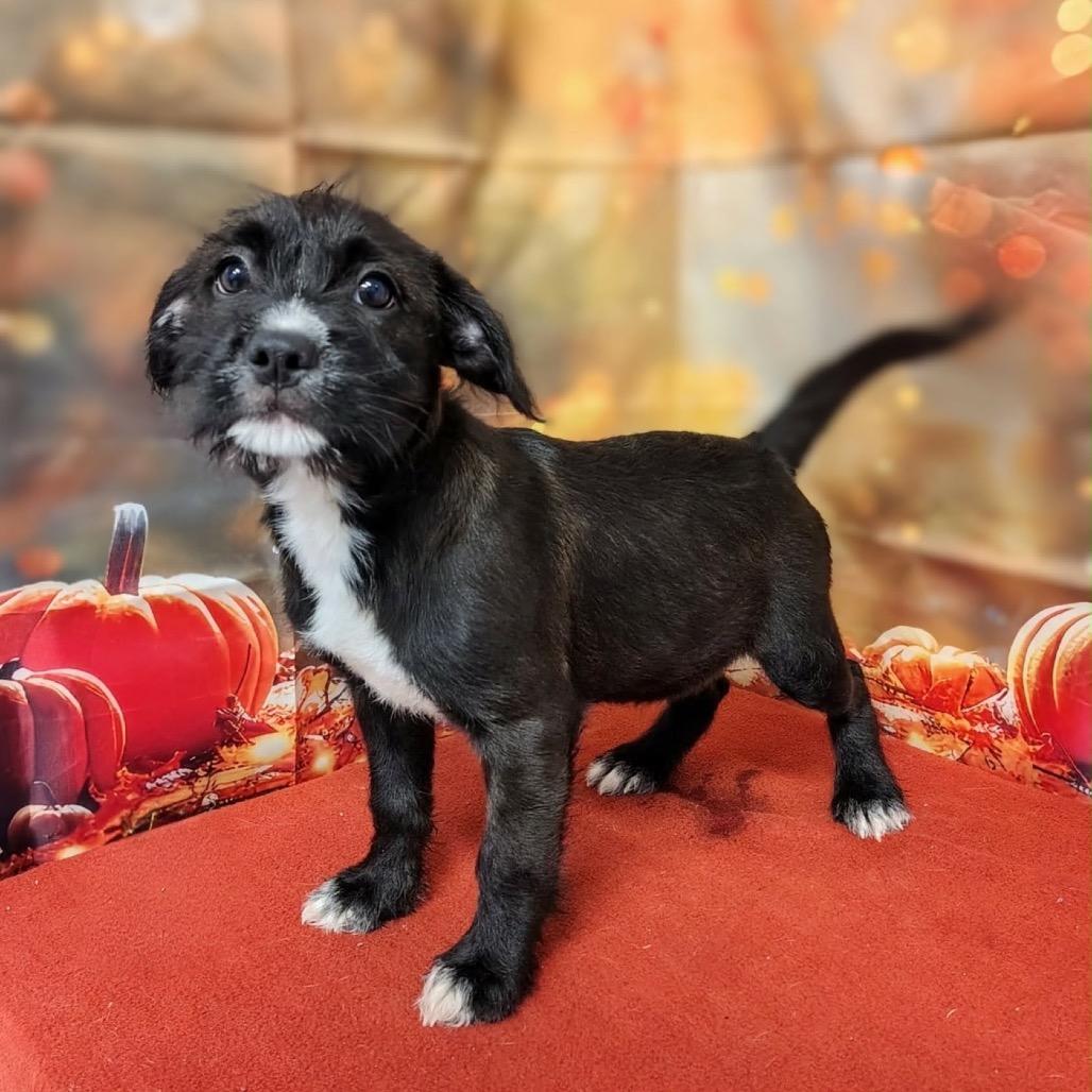 Enlarge Emmalee, a Adoptable mixed breed in Griswold, CT image 3/3