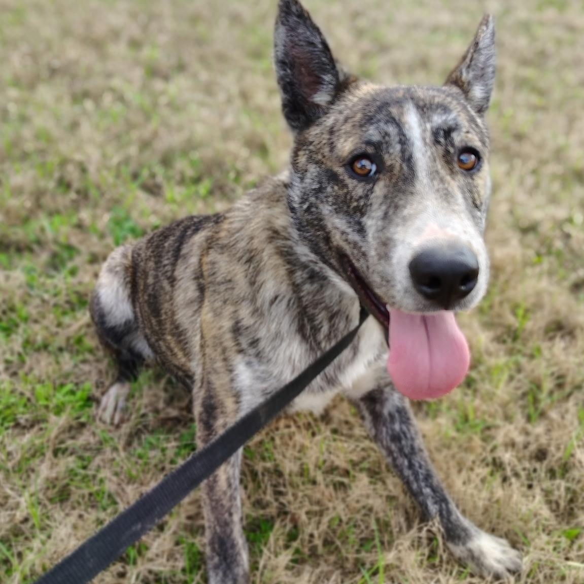 Enlarge Timmy, a Adoptable mixed breed in Nottingham, MD image 2/5