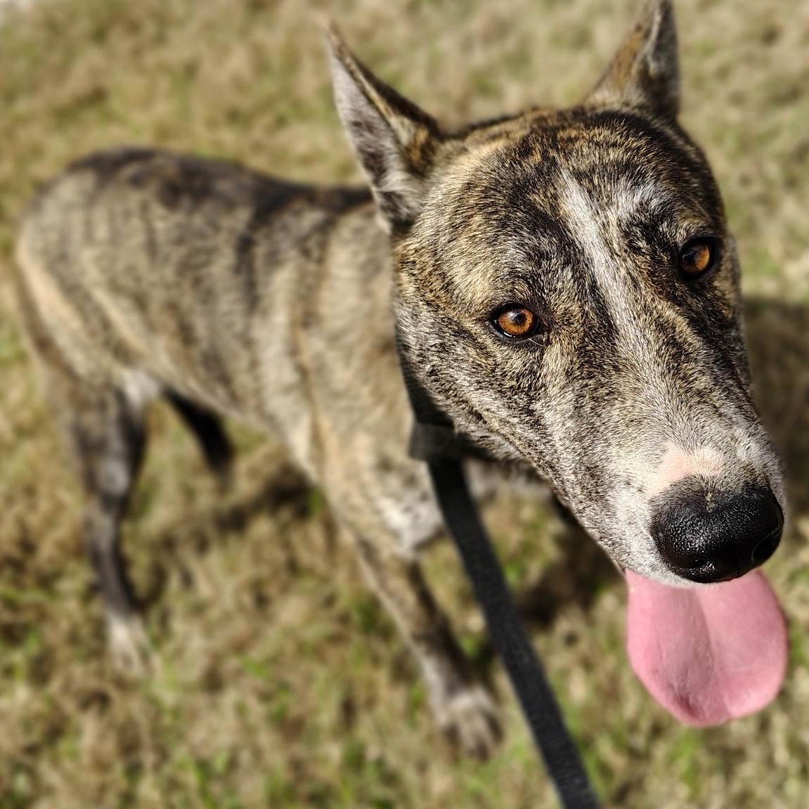 Enlarge Timmy, a Adoptable mixed breed in Nottingham, MD image 4/5