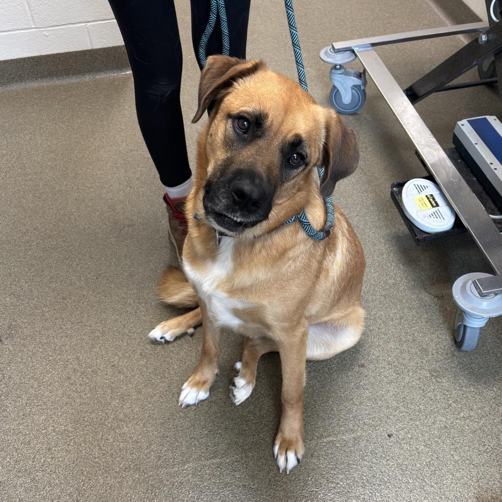 Tanner, Adoptable, Adult Male German Shepherd Dog & Boxer.