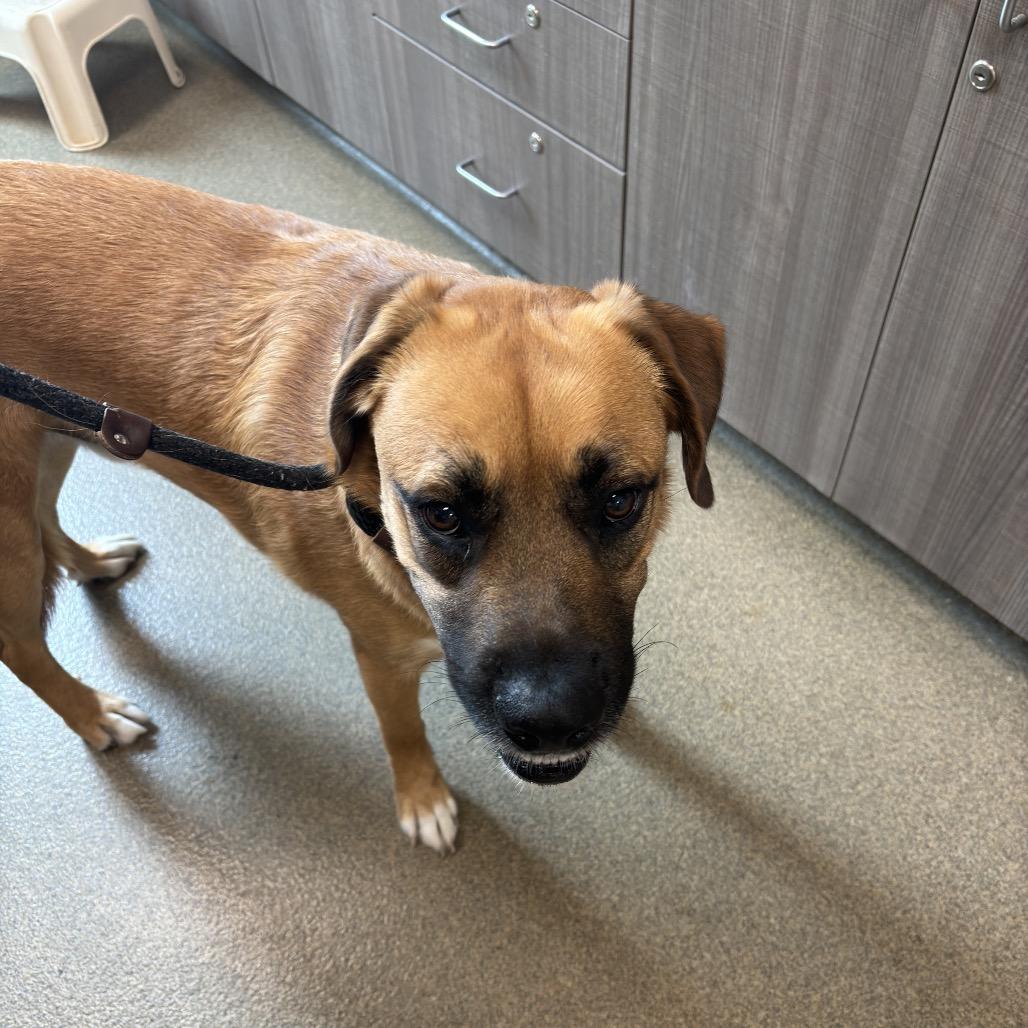 Tanner, a Adoptable mixed breed in Council Bluffs, IA image 2/2