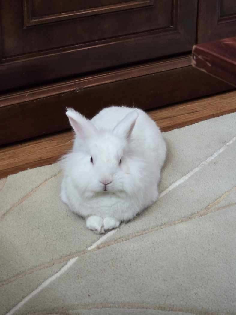 White Lion, Adoptable, Adult Male Lionhead.
