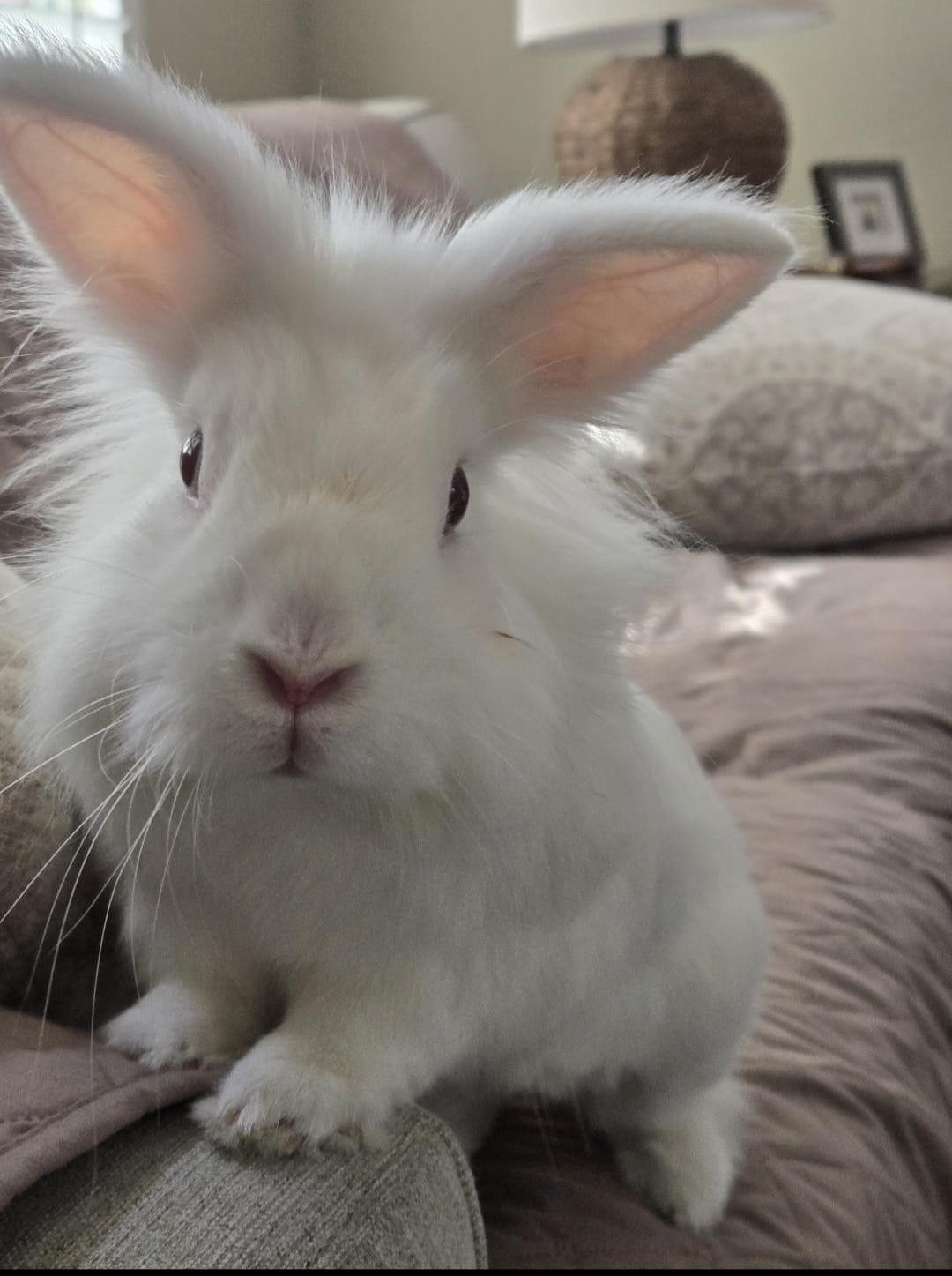 Enlarge White Lion, a Adoptable Lionhead in Fountain Valley, CA image 2/2