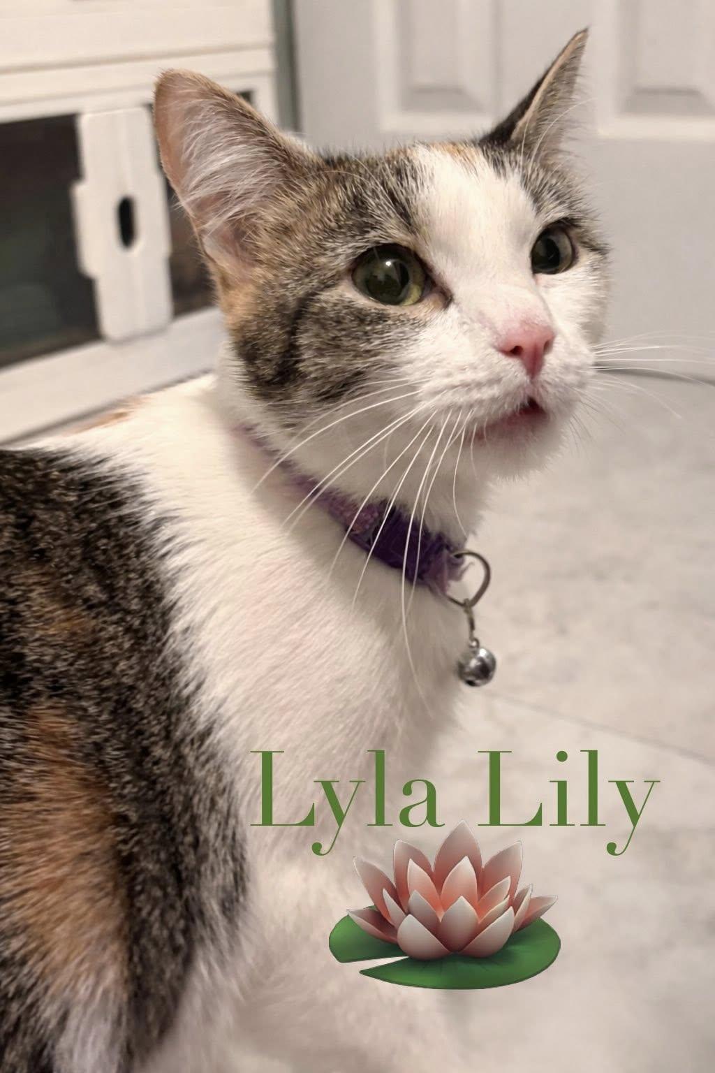 Enlarge Lyla Lily, a Adoptable Domestic Short Hair in Lake Saint Louis, MO image 1/1