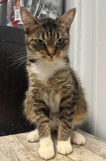 Spice, Adoptable, Young Female American Shorthair.