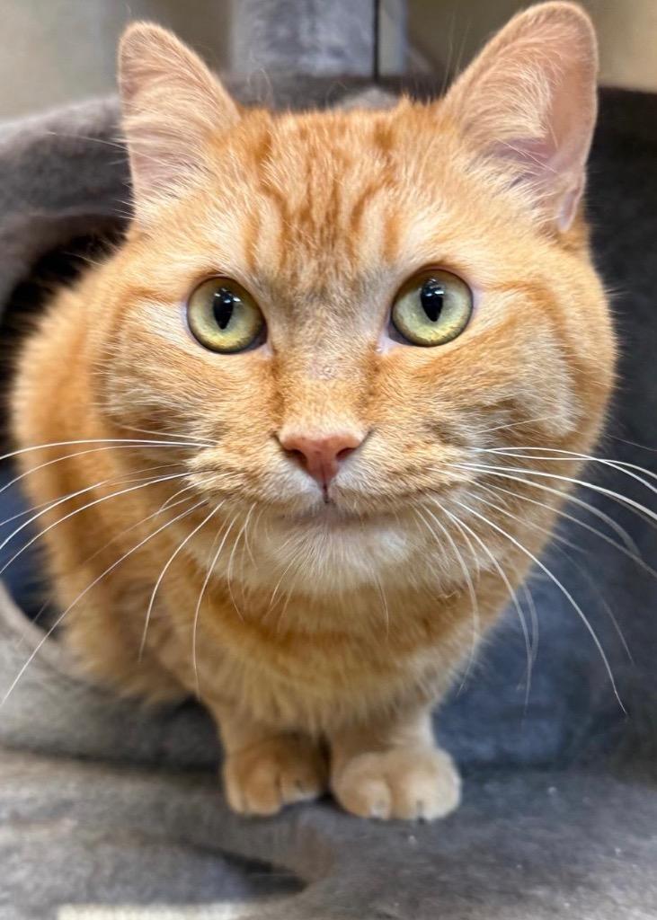 Samual, Adoptable, Adult Male Domestic Short Hair.