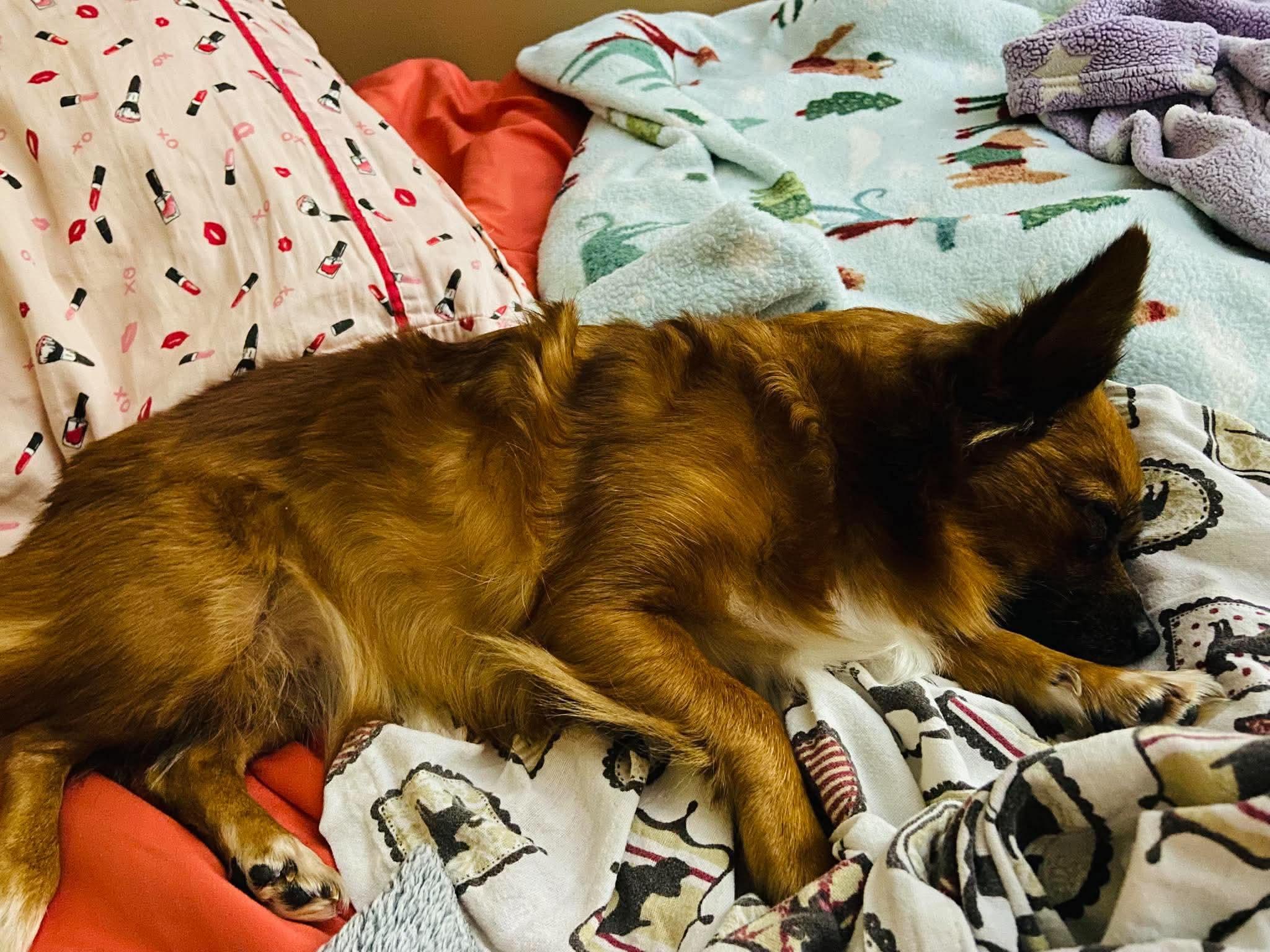 Enlarge Penelope, a Adoptable mixed breed in Richmond, KY image 1/4