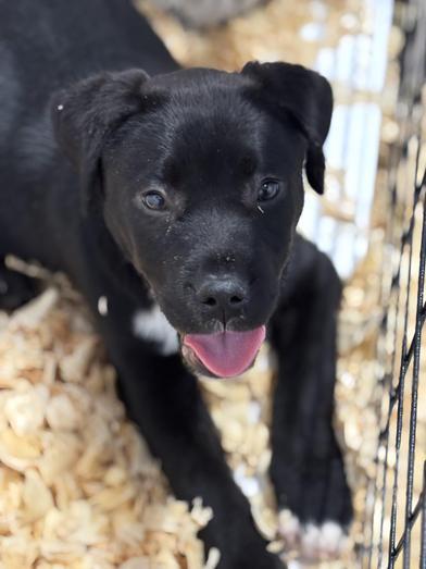 Thor — thumbnail 3