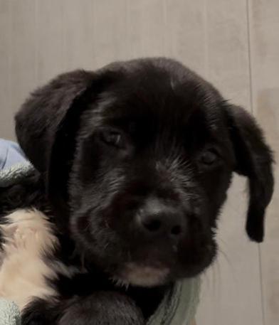 Thor — thumbnail 5