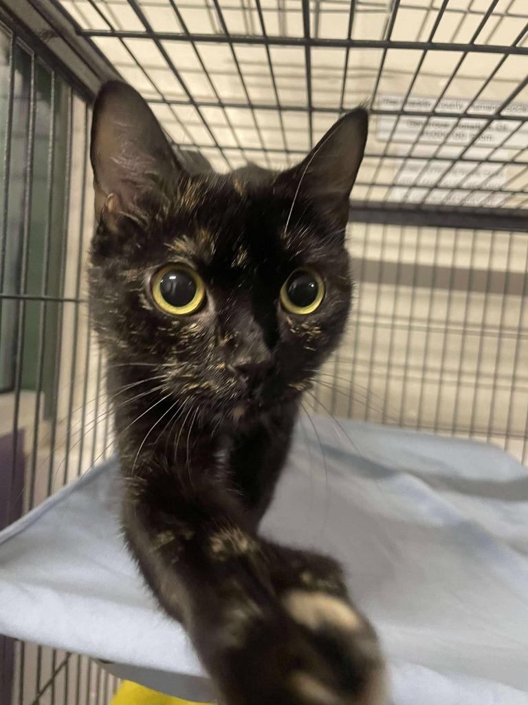 Josie, Adoptable, Young Female Domestic Short Hair.