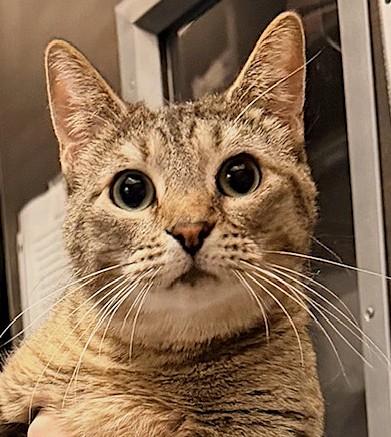 Duchess SH, an adopted American Shorthair in Schertz, TX image 1/3