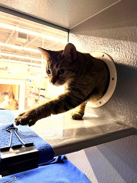 Duchess SH, an adopted American Shorthair in Schertz, TX image 3/3