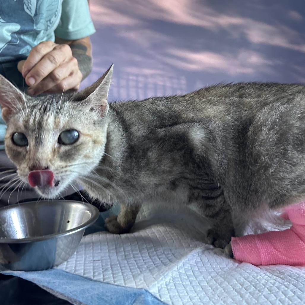 Soulstice, Adoptable, Adult Female Domestic Short Hair.