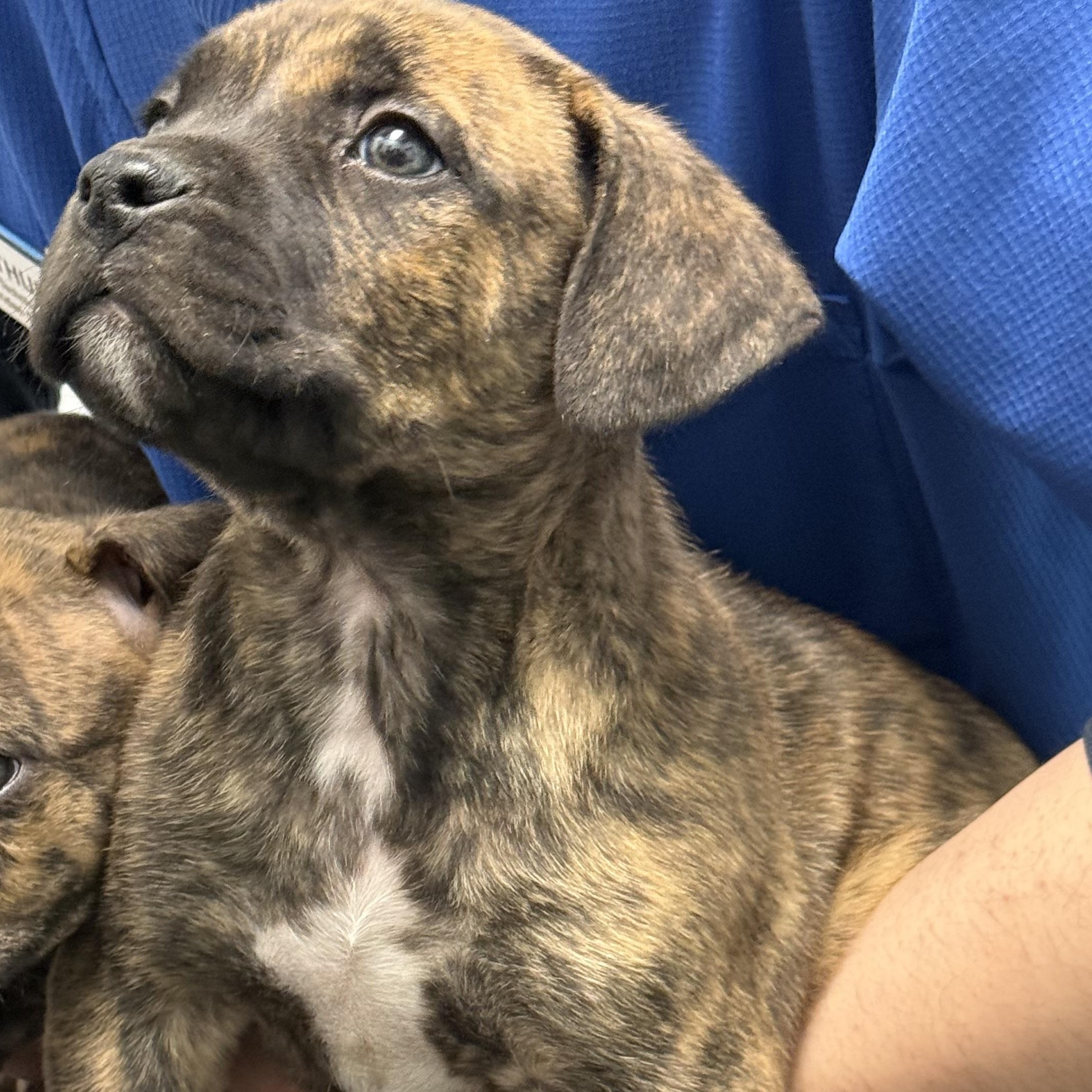 Ripple, a Adoptable mixed breed in Scarborough, ON image 5/6