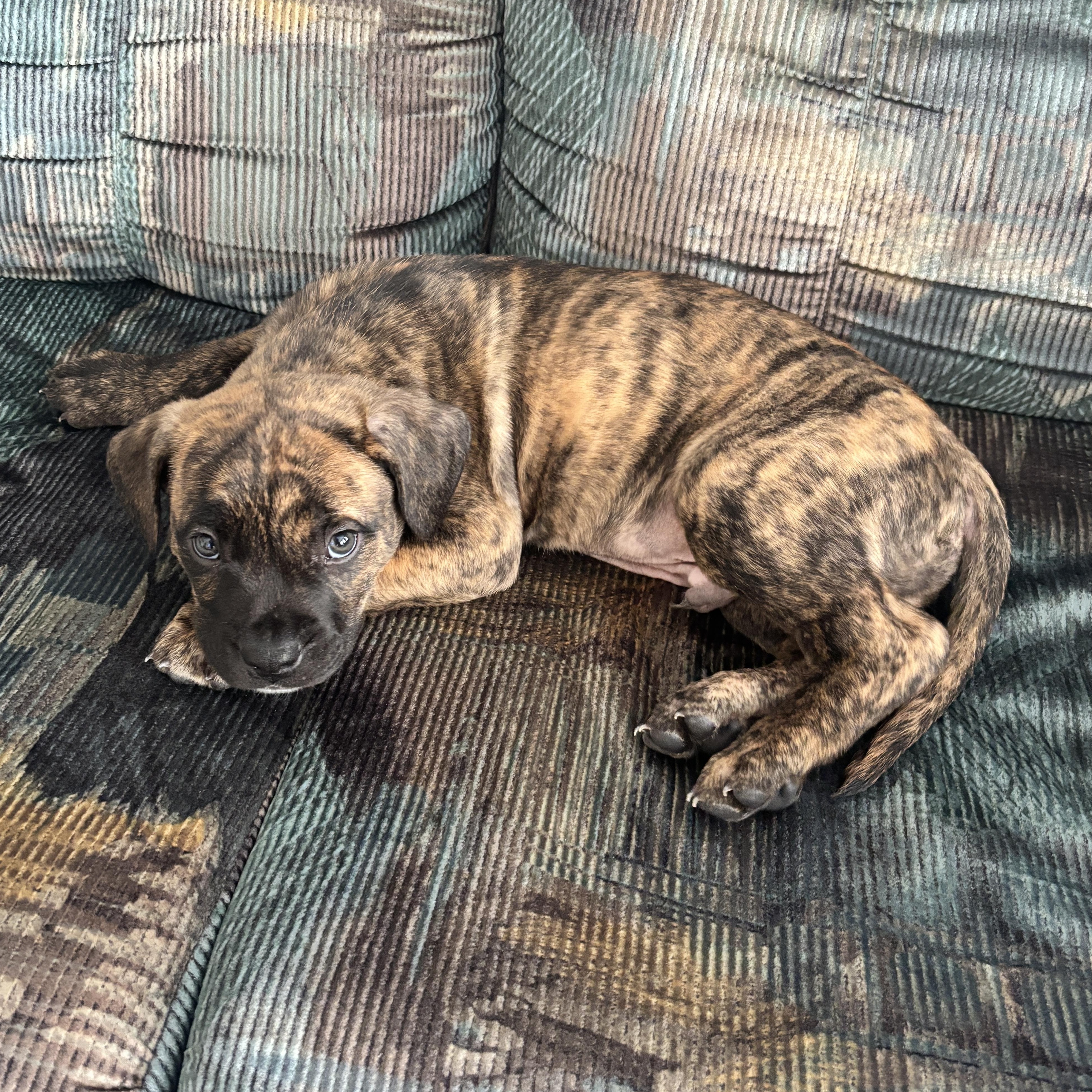 Ripple, a Adoptable mixed breed in Scarborough, ON image 3/6